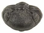 Wide Enrolled Pedinopariops Trilobite #56657-1